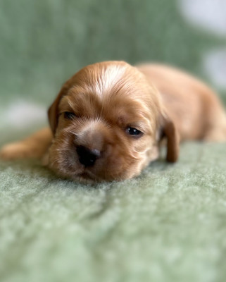 Chiot N°6