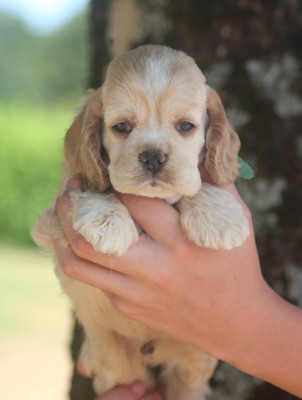 Chiot N°4