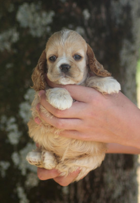 Chiot N°7