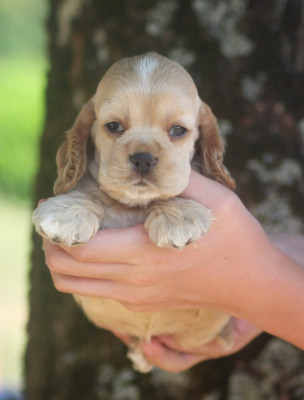 Chiot N°1