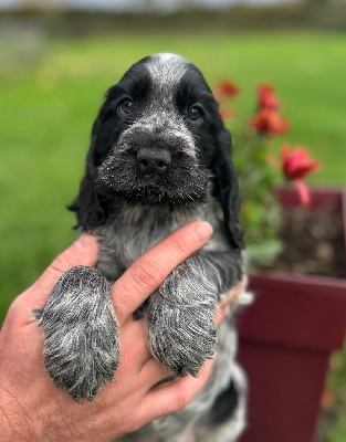 A.......... OF LOVING STAR