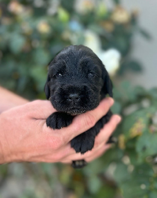CHIOT 3