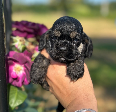 CHIOT