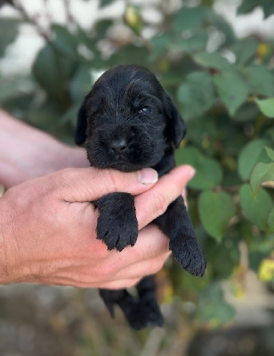 CHIOT 2
