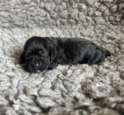 CHIOT