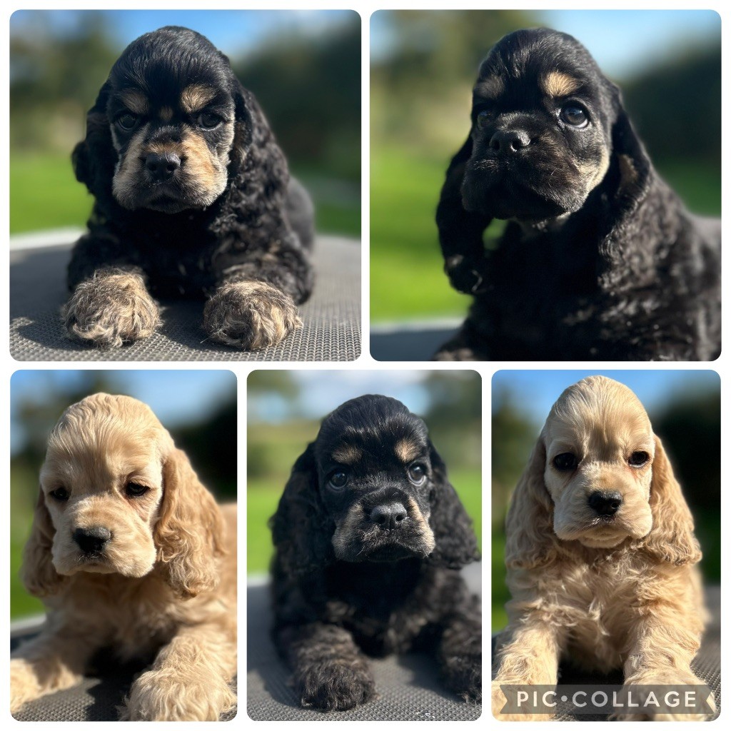 of loving Star - American Cocker Spaniel - Portée née le 19/07/2025