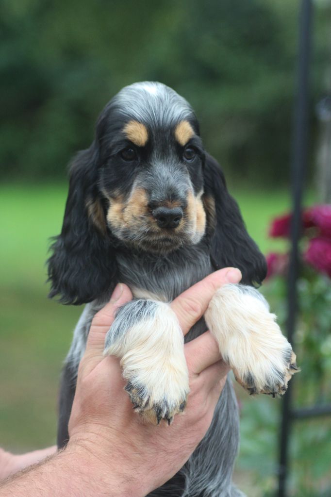 of loving Star - Chiots disponibles - Cocker Spaniel Anglais