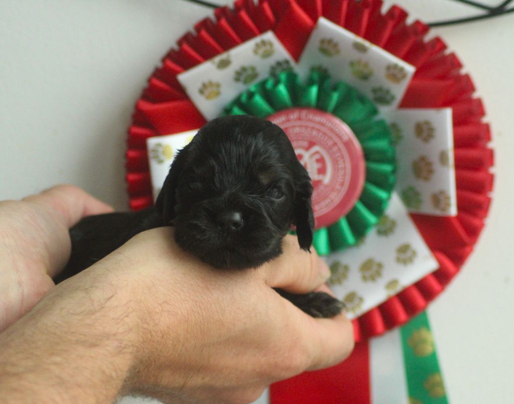 of loving Star - Chiots disponibles - American Cocker Spaniel