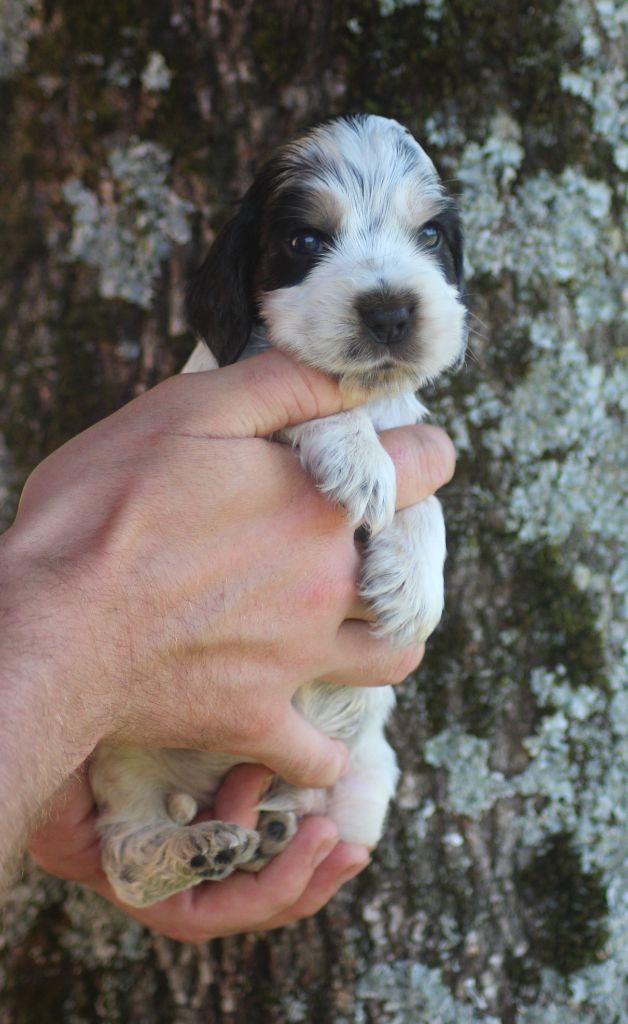 of loving Star - Chiots disponibles - Cocker Spaniel Anglais