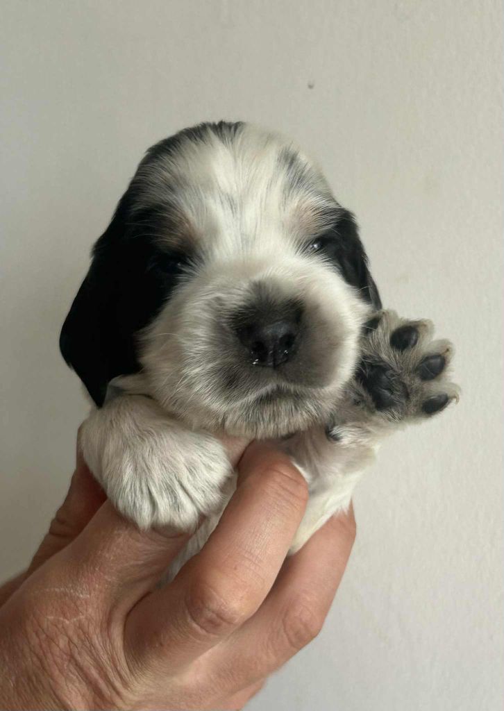 of loving Star - Chiots disponibles - Cocker Spaniel Anglais
