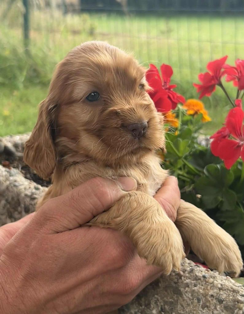 of loving Star - Chiots disponibles - Cocker Spaniel Anglais