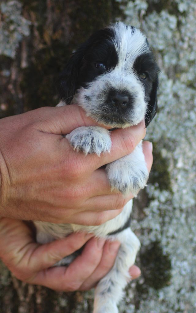 of loving Star - Chiots disponibles - Cocker Spaniel Anglais
