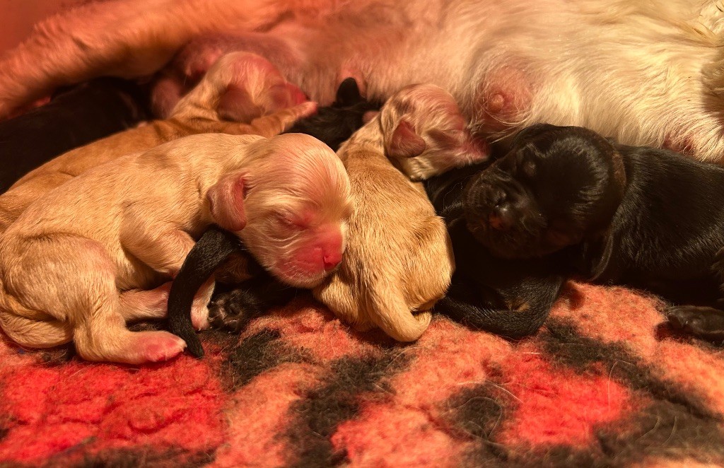 Chiot American Cocker Spaniel of loving Star