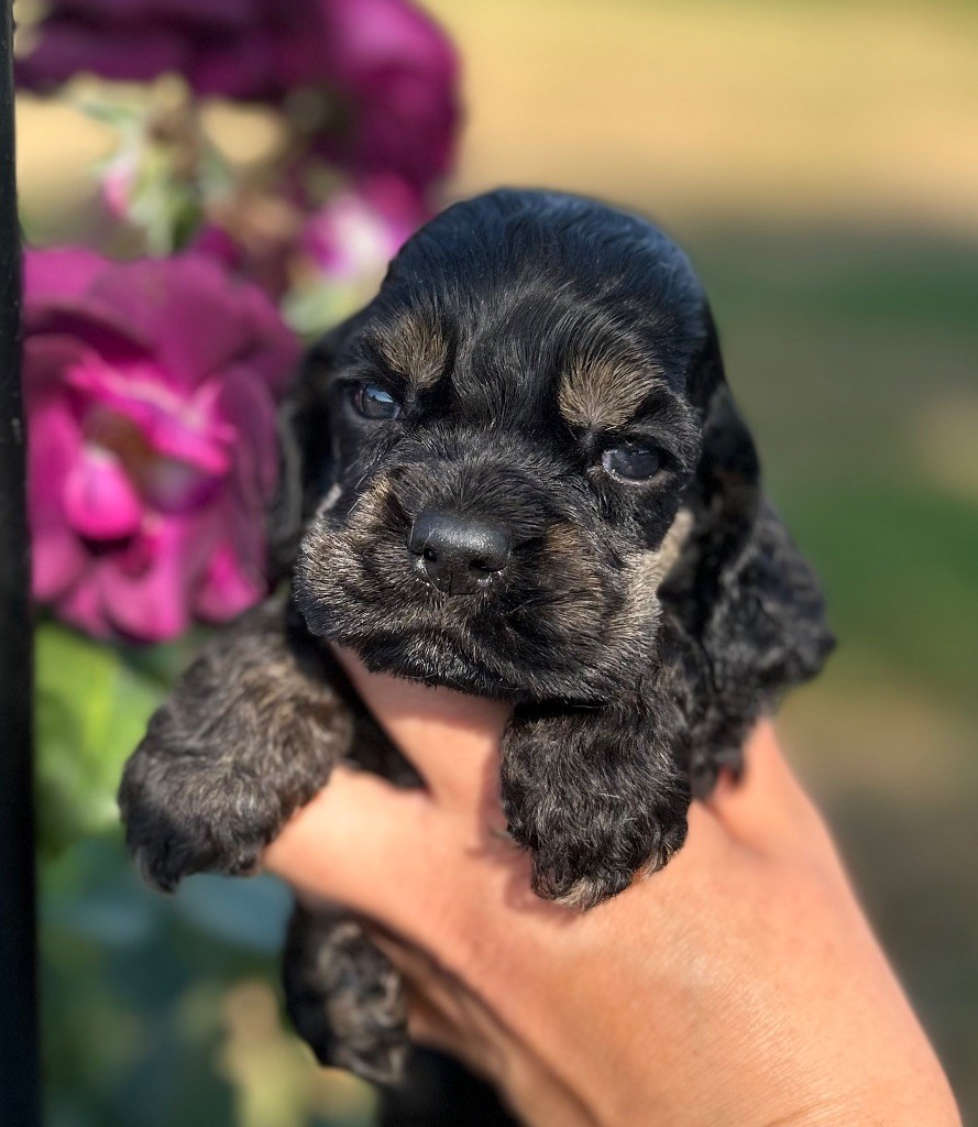 of loving Star - Chiots disponibles - American Cocker Spaniel