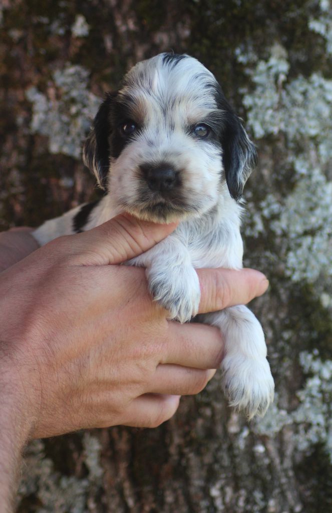 of loving Star - Chiots disponibles - Cocker Spaniel Anglais