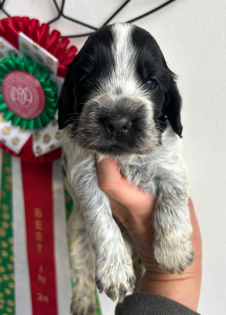 of loving Star - Chiots disponibles - Cocker Spaniel Anglais