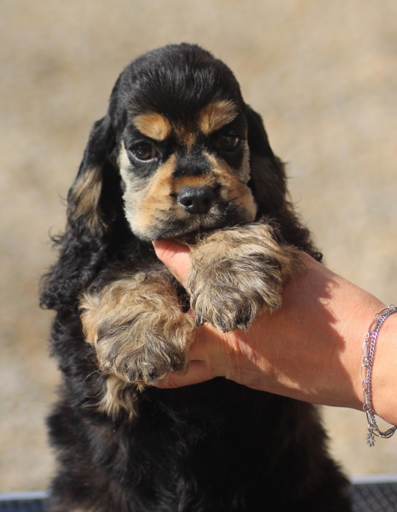 of loving Star - Chiots disponibles - American Cocker Spaniel