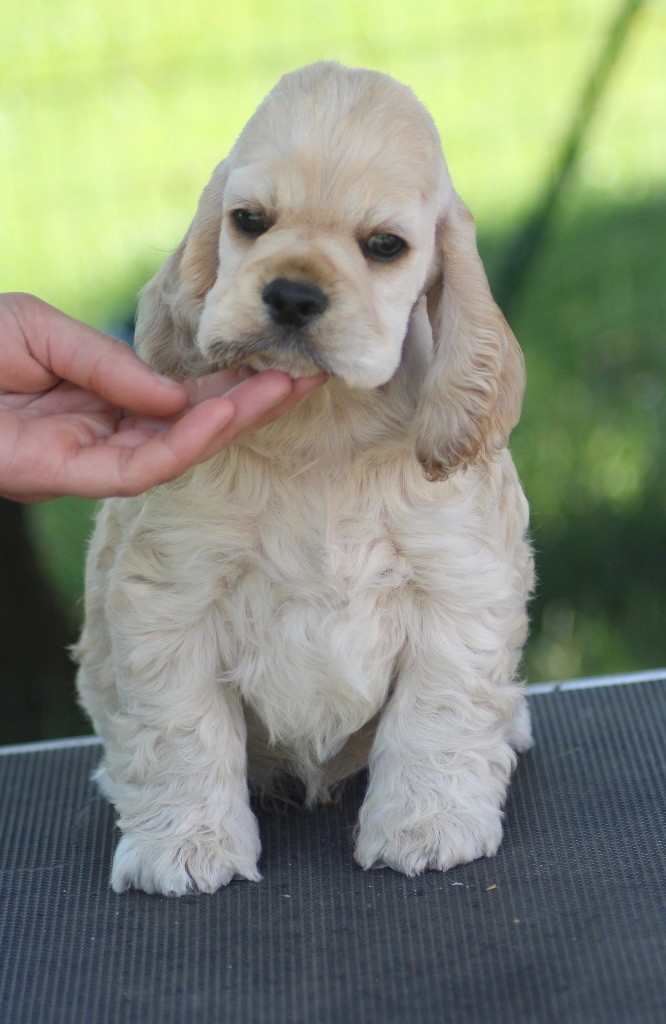 of loving Star - Chiots disponibles - American Cocker Spaniel