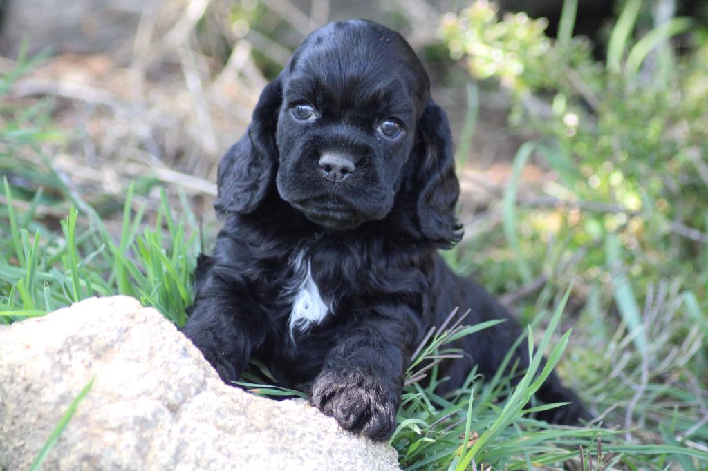 of loving Star - American Cocker Spaniel - Portée née le 26/03/2021