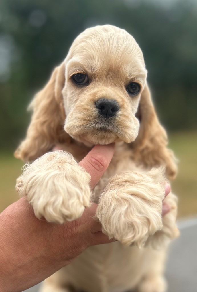 of loving Star - Chiots disponibles - American Cocker Spaniel