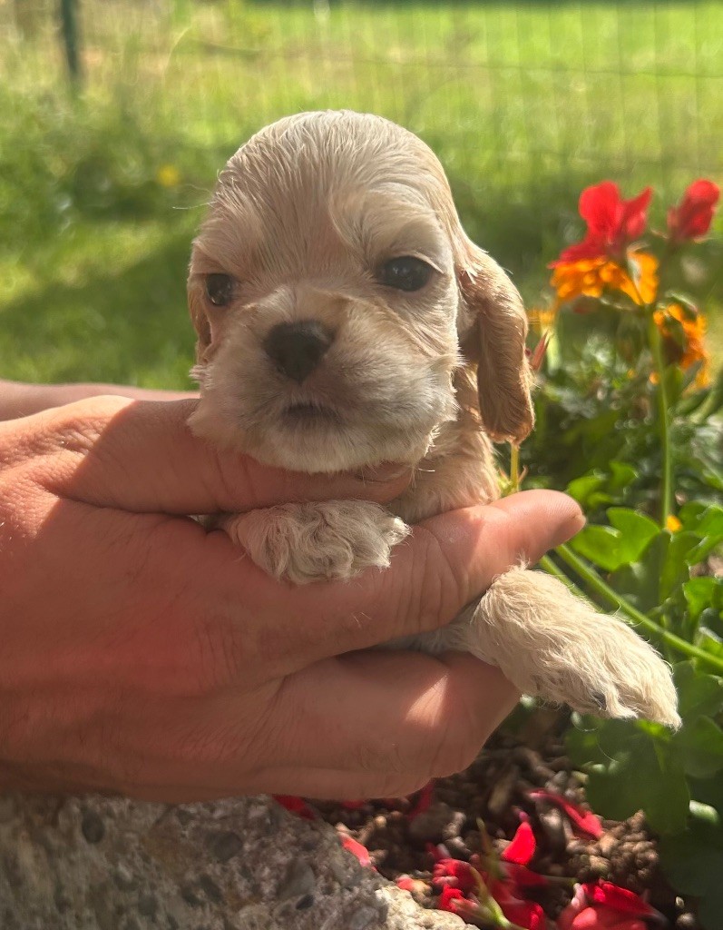 of loving Star - Chiots disponibles - American Cocker Spaniel