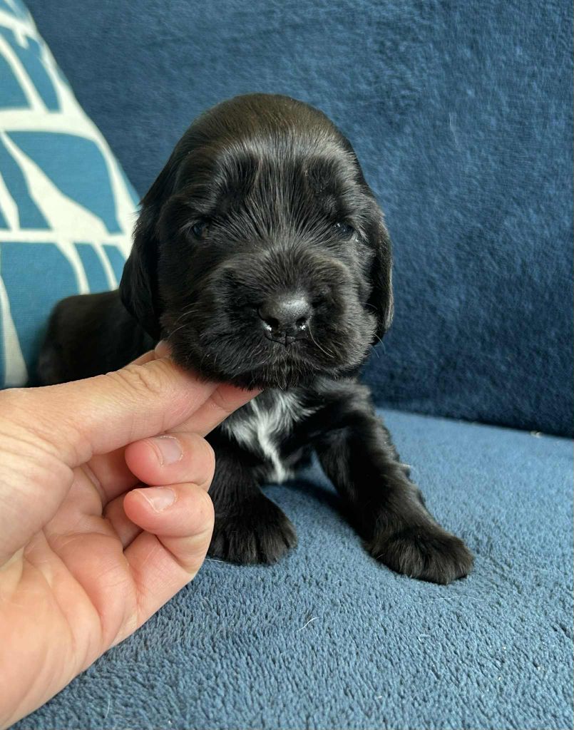 Chiot Cocker Spaniel Anglais of loving Star