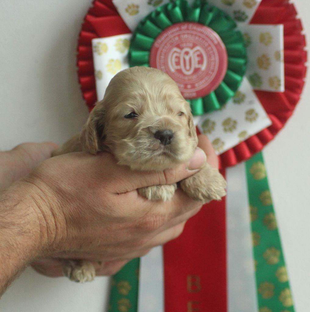 of loving Star - Chiots disponibles - American Cocker Spaniel