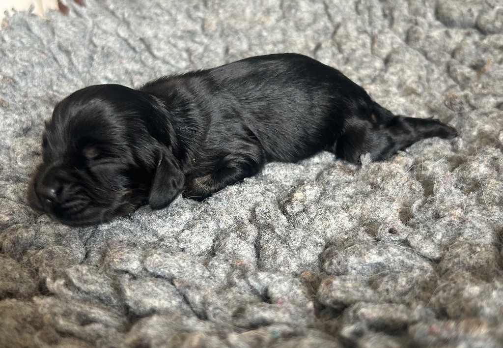 of loving Star - Chiots disponibles - American Cocker Spaniel