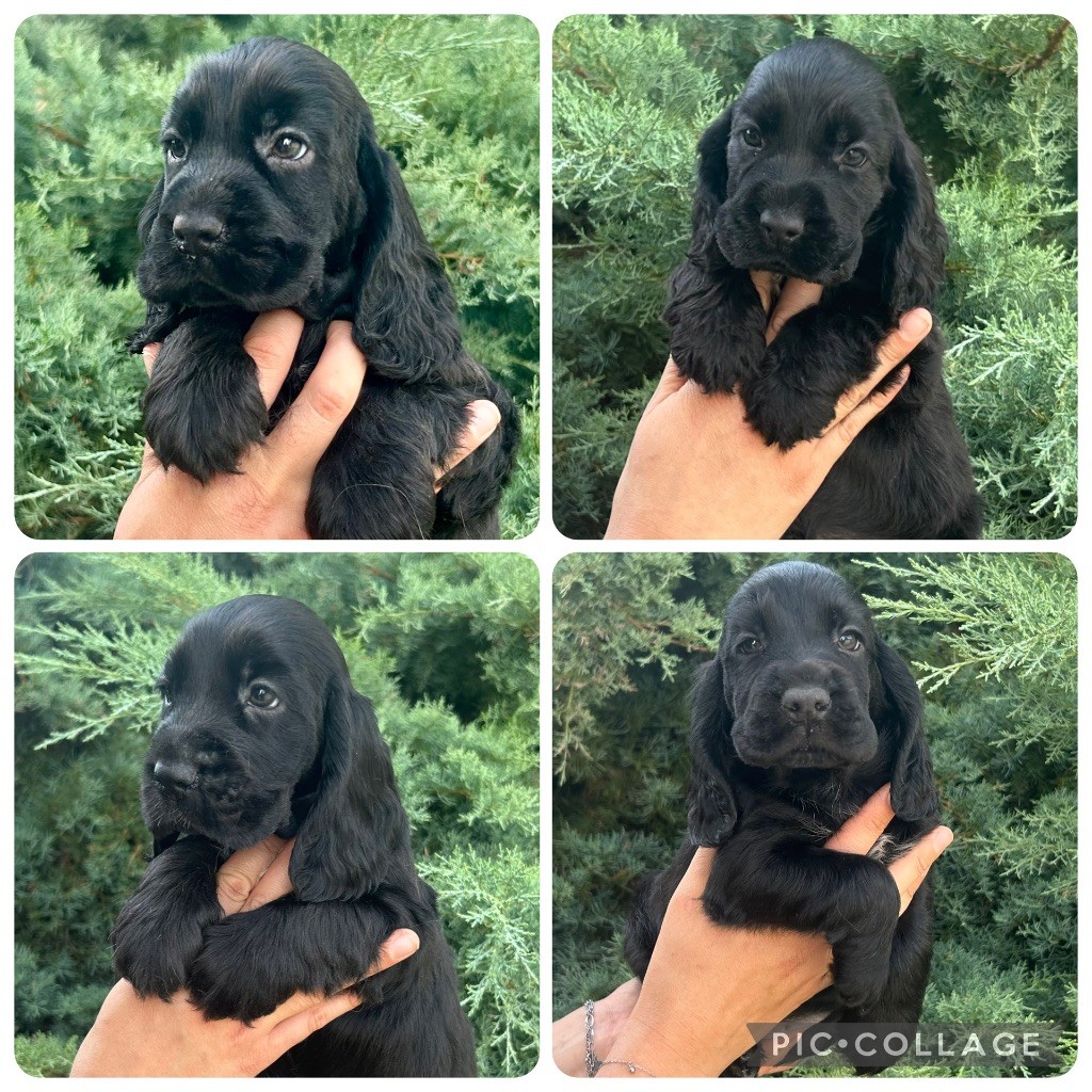 of loving Star - Cocker Spaniel Anglais - Portée née le 23/07/2025