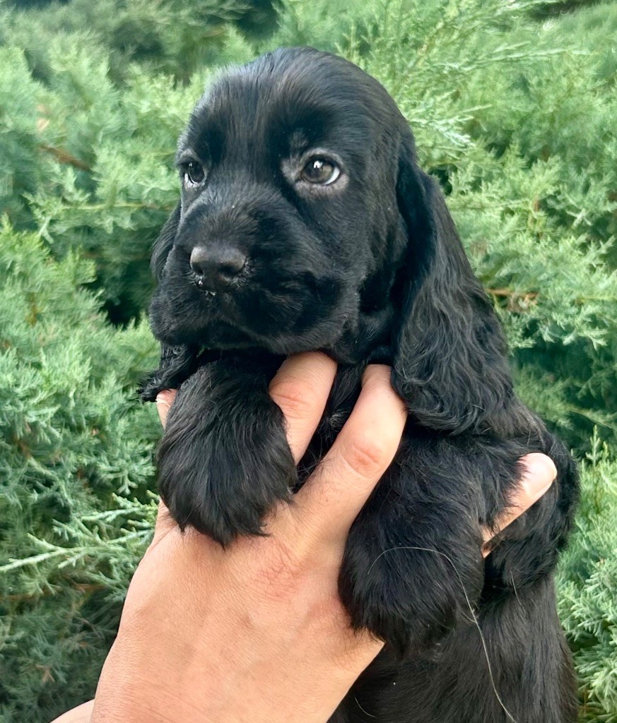 CHIOT 1
