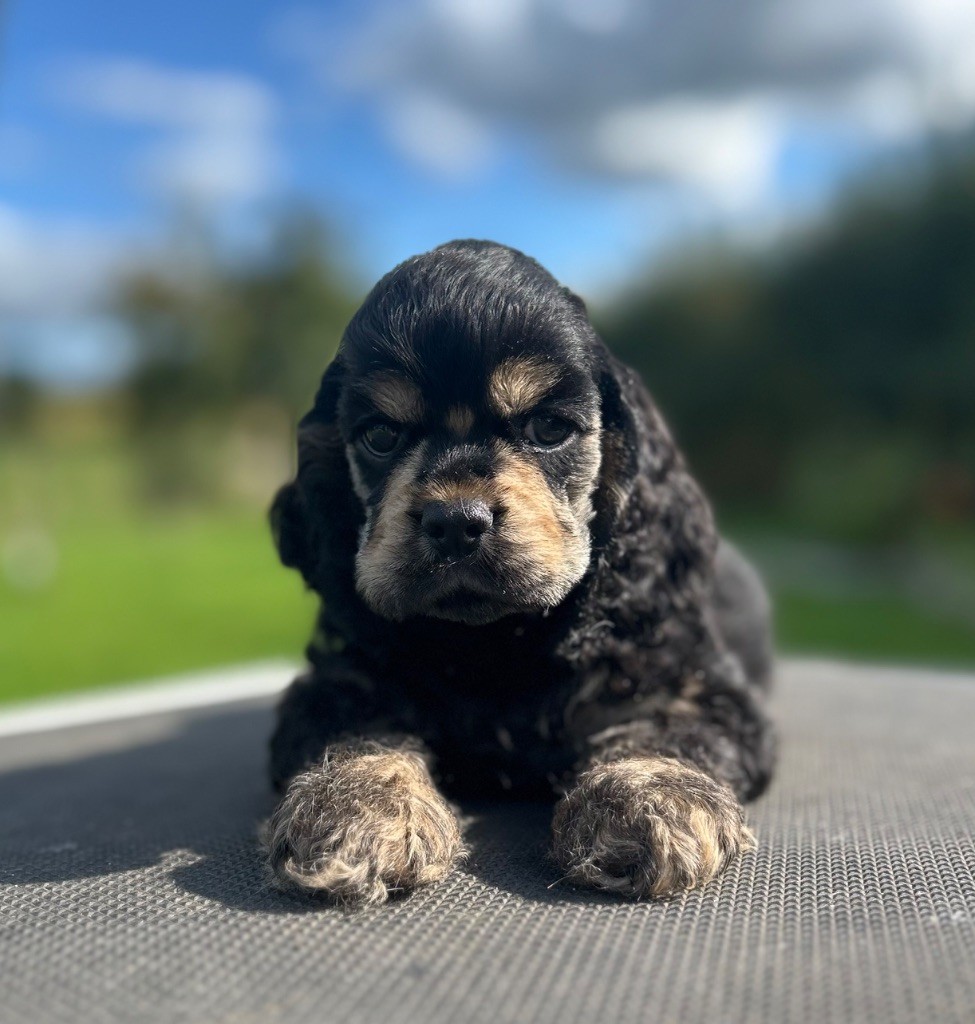of loving Star - Chiots disponibles - American Cocker Spaniel