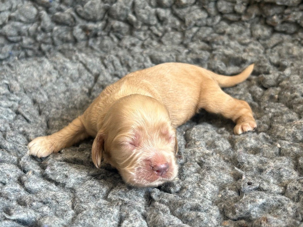 of loving Star - Chiots disponibles - American Cocker Spaniel