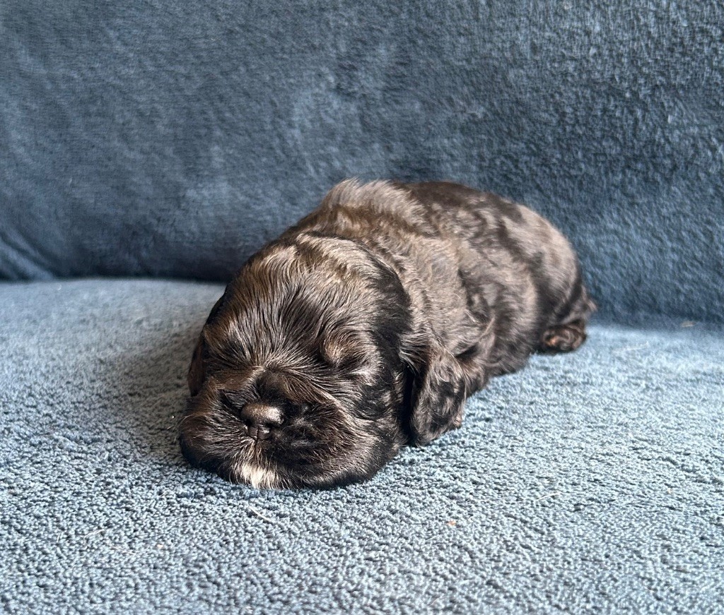of loving Star - Chiots disponibles - American Cocker Spaniel