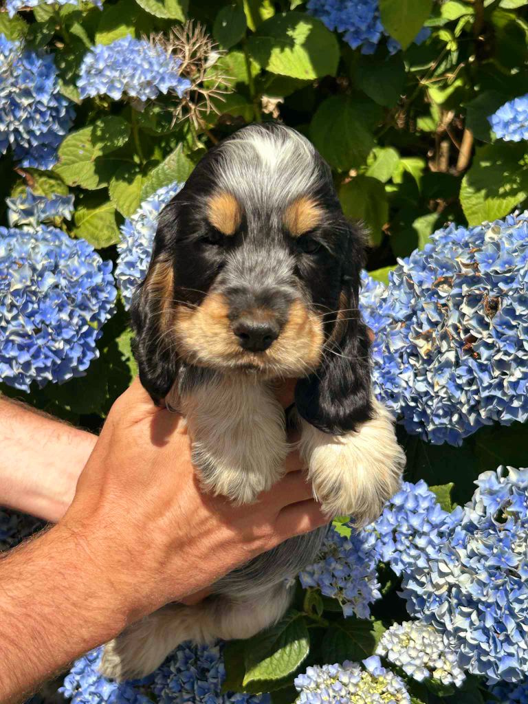of loving Star - Chiots disponibles - Cocker Spaniel Anglais