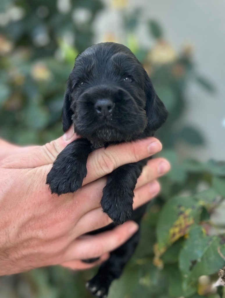 of loving Star - Chiots disponibles - Cocker Spaniel Anglais