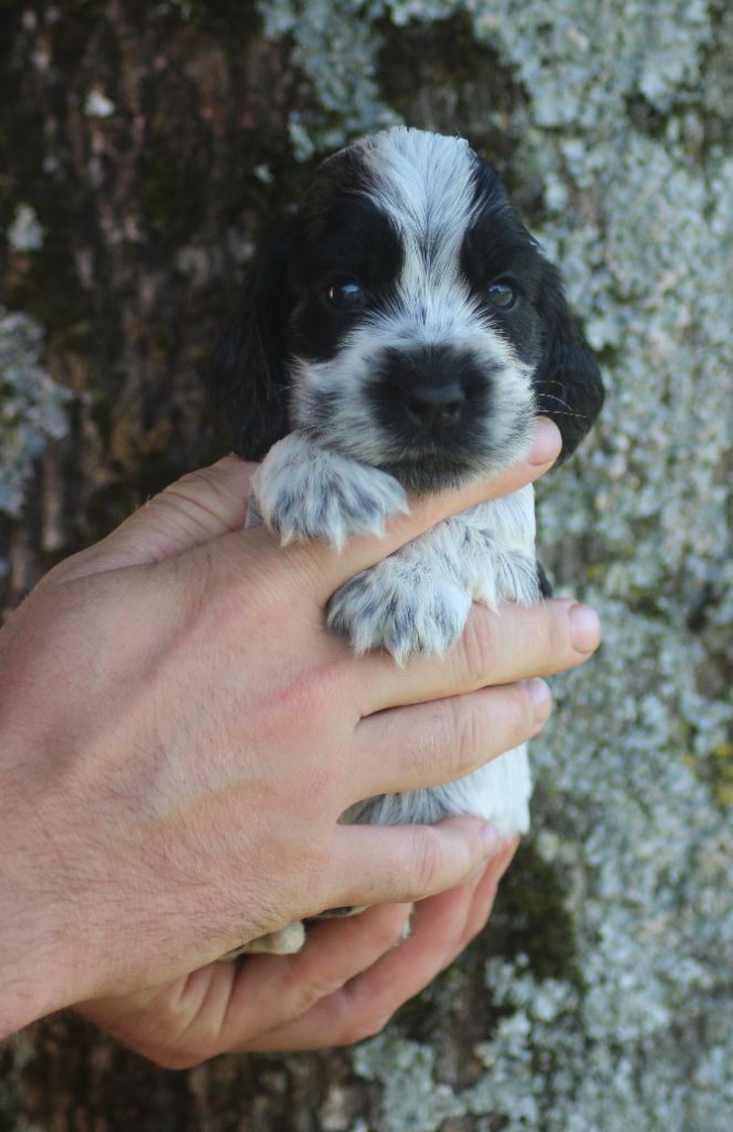 of loving Star - Chiots disponibles - Cocker Spaniel Anglais