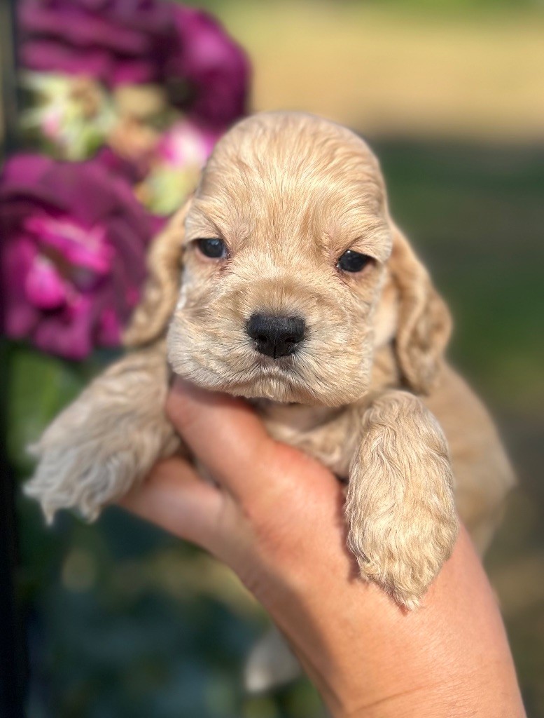 of loving Star - Chiots disponibles - American Cocker Spaniel